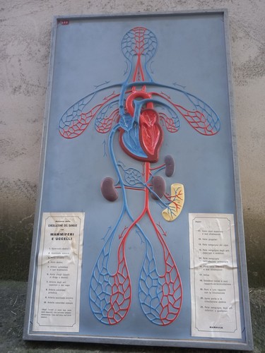 Tavola didattica paravia - tavola,