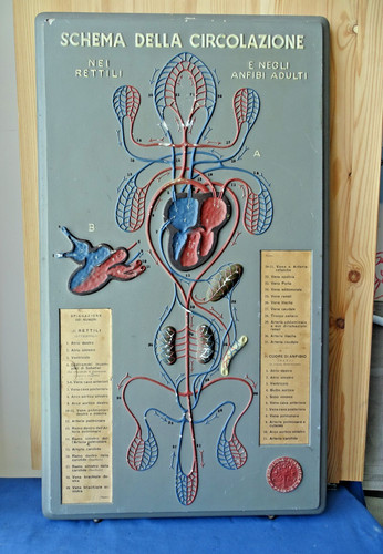 Tavola didattica paravia - tavola,